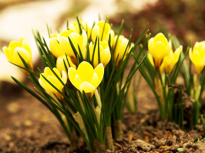 Interessante bilder og navn på tidlige vårblomster