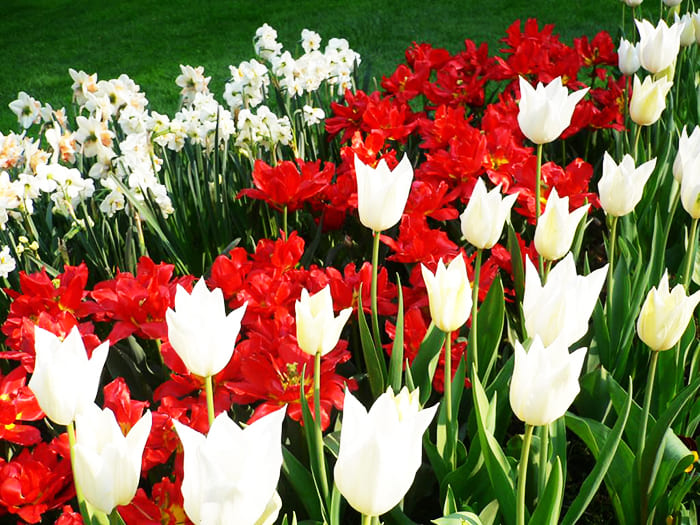 Tulipaner, påskeliljer, hyasinter, irisvarianter kommer snart.