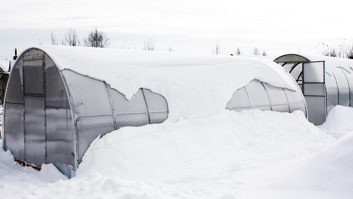 Erfarne gartnere anbefaler at du fjerner snø fra taket om vinteren og bringer den inne i åsene nærmere våren